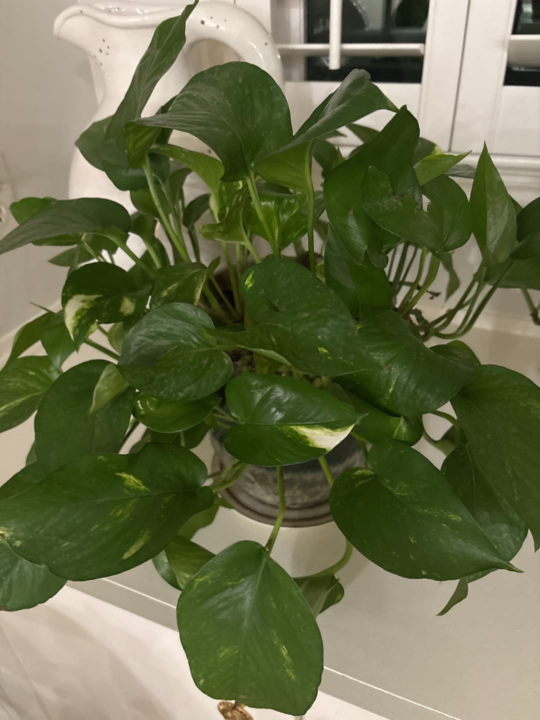 Customer photo review of GROZOME Plant Probiotics (7.5 lb.)