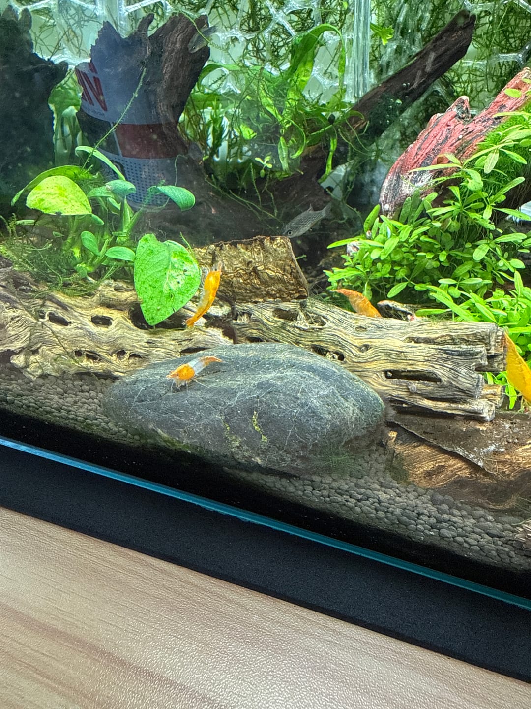 Customer photo review of Orange Rili Shrimp