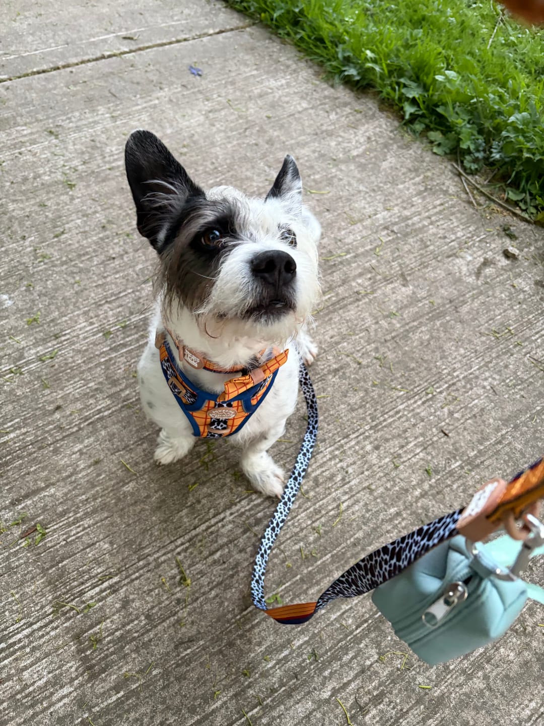 Customer photo review of Disney© Tough Trails™ Harness - Woody