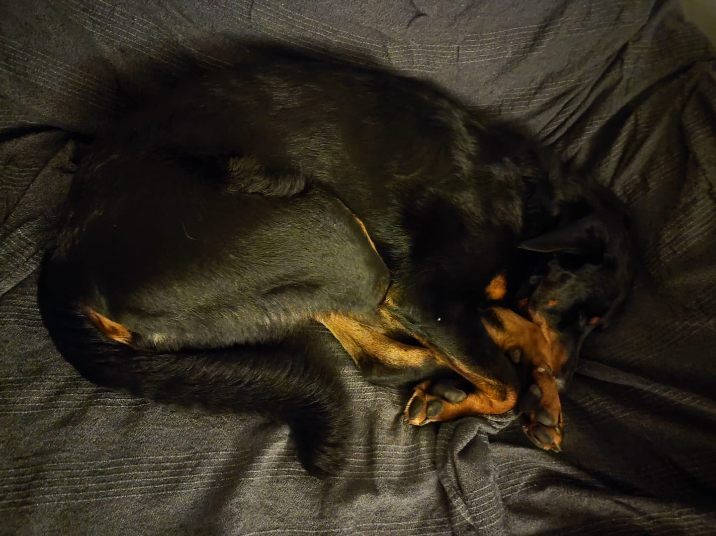 Customer photo review of 15% CBD Tropfen für Hunde und Pferde