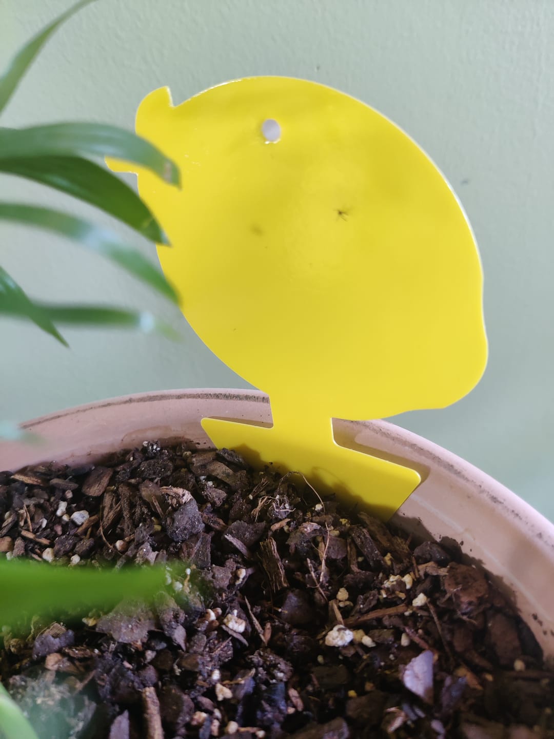 Customer photo review of Fungus Gnat Death Drops