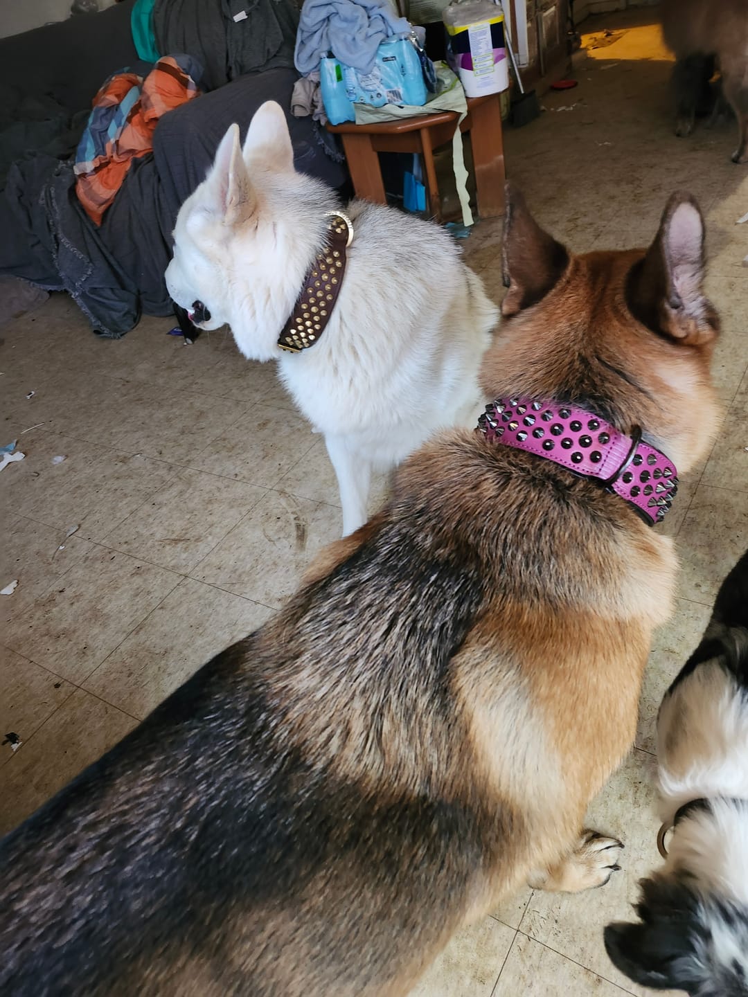 Customer photo review of Hand Made Leather Dog Collar - Ruthless Pink & Black (Wide Fit)