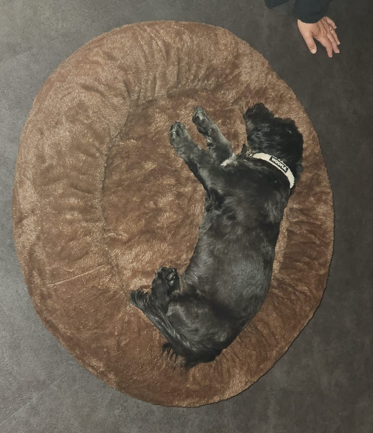 Customer photo review of Pet Perfect Orthopedische Donutmand