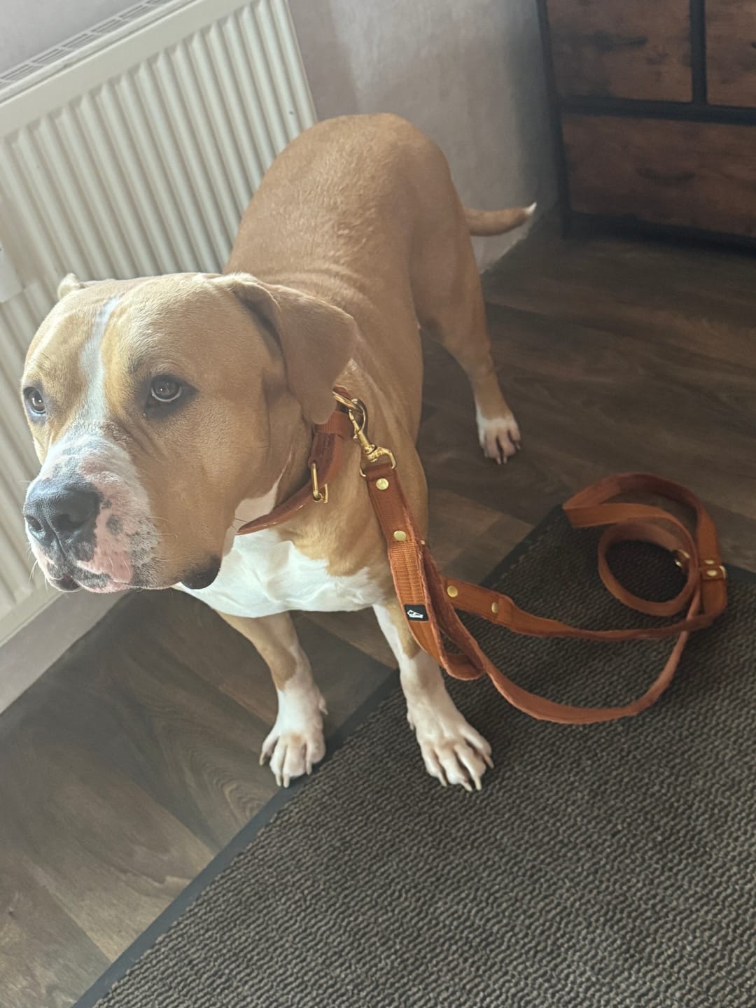 Customer photo review of Active Golden Burned Orange - Brett slitstarkt halsband med spänne