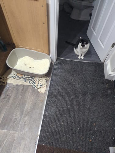 Customer photo review of 1 Month Supply – 2 Cat