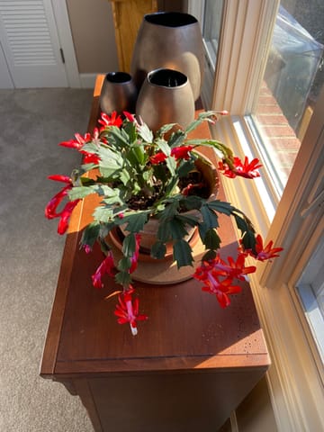 Customer photo review of GROZOME Plant Probiotics (7.5 lb.)