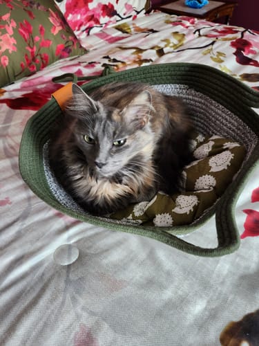 Customer photo review of Instinct Basket | Meet the first research-backed natural territory for indoor cats