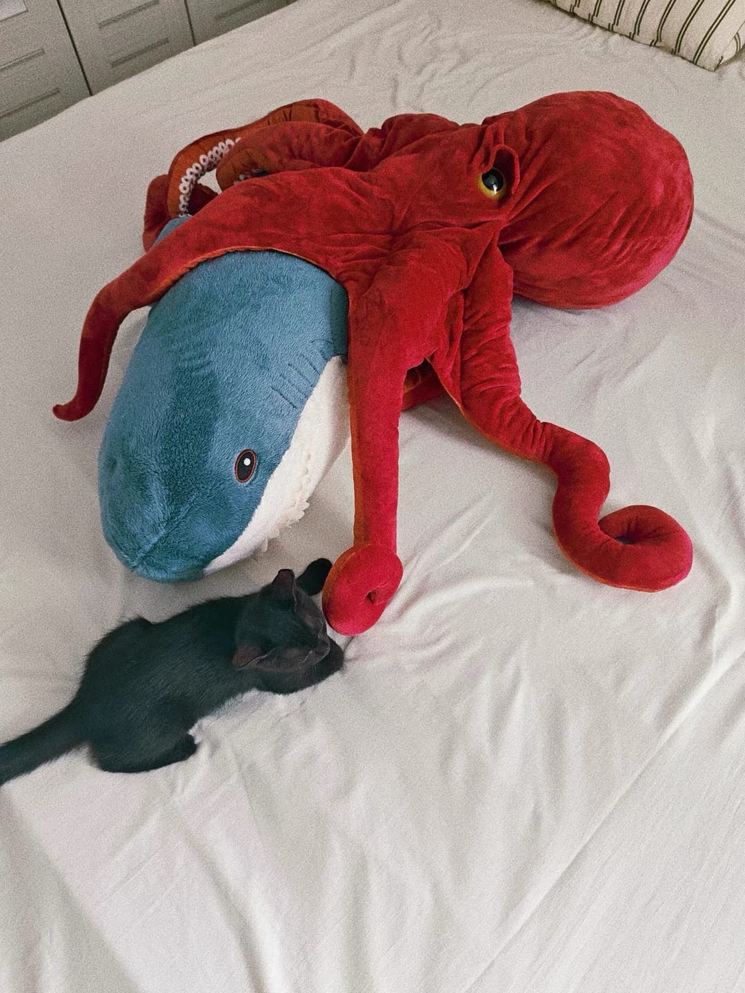 Customer photo review of Giant Pacific Octopus Plush Toy – Ultra-Realistic, Cuddly, and Perfect for Ocean Lovers