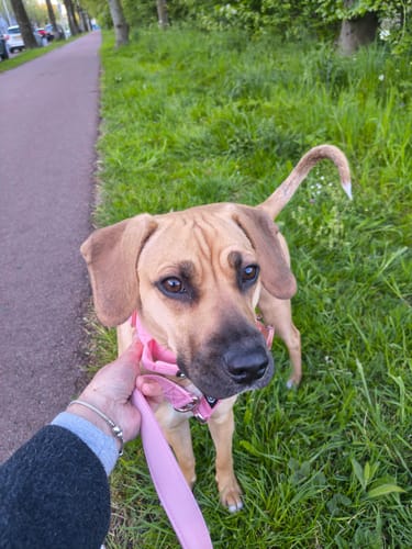 Customer photo review of 1.4m Lighter Swivel Combat Lead | Anti-Tangle & Secure Clip - Pink x Pink