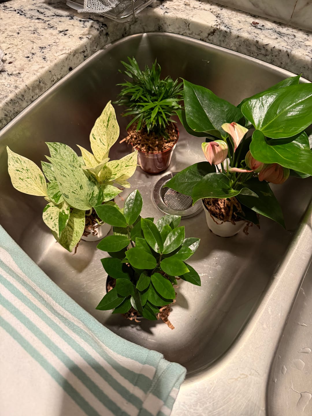 Customer photo review of RARE Marble Pothos Cuttings - Gorgeous Variegated Indoor easy care house plant, Marble Pothos, White and Green variegation propagation plant