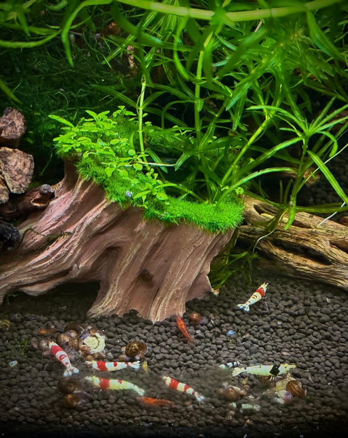 Customer photo review of Crystal Red Shrimp