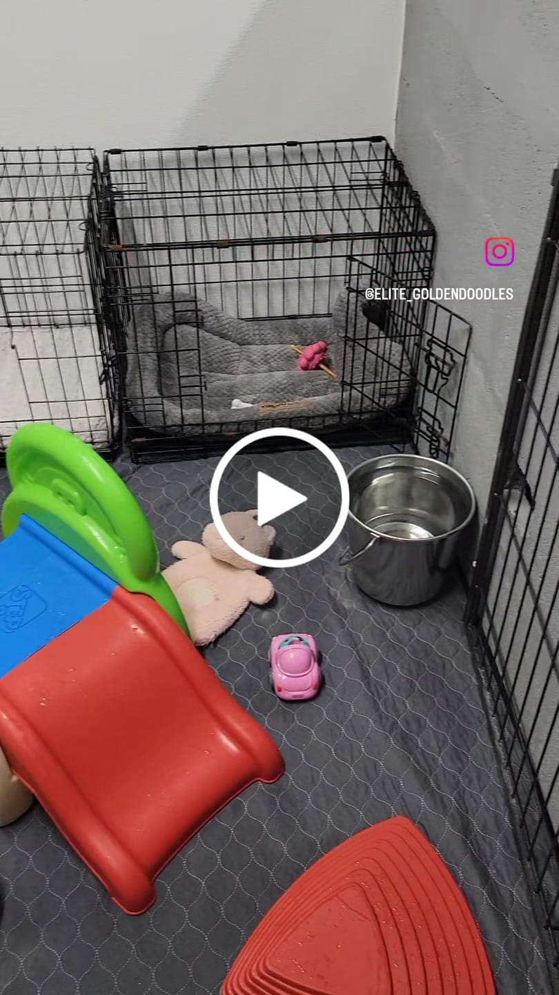 Customer video review of Little Wolves Potty Tray 22" x 22"