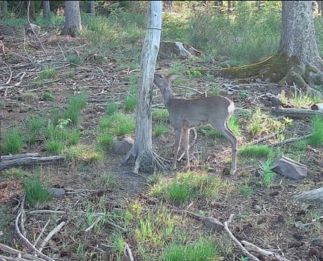 Customer photo review of Salzspray Apfel - Lockmittel Rehwild, Schwarzwild, Rotwild und Damwild