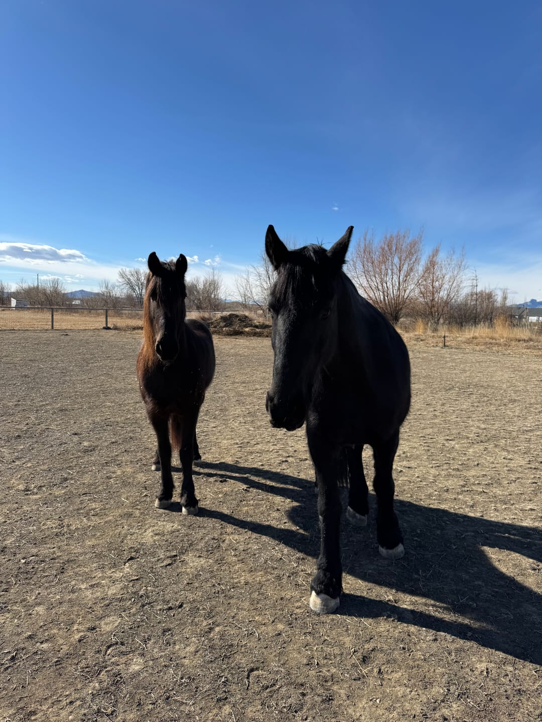 Customer photo review of Equine Probiotic Pellets