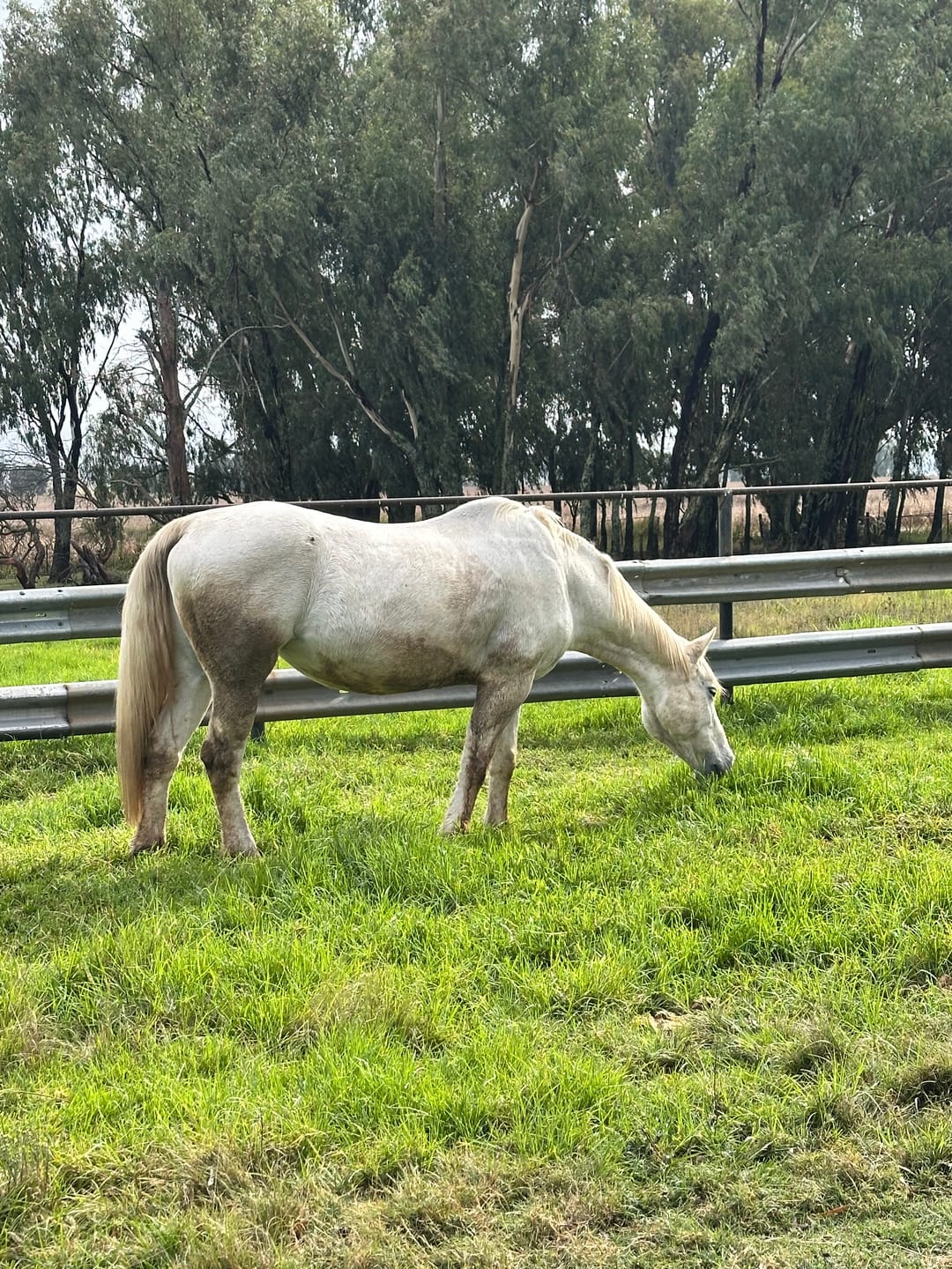 Customer photo review of Equimin Trophy (Supplement For Horses & Game)