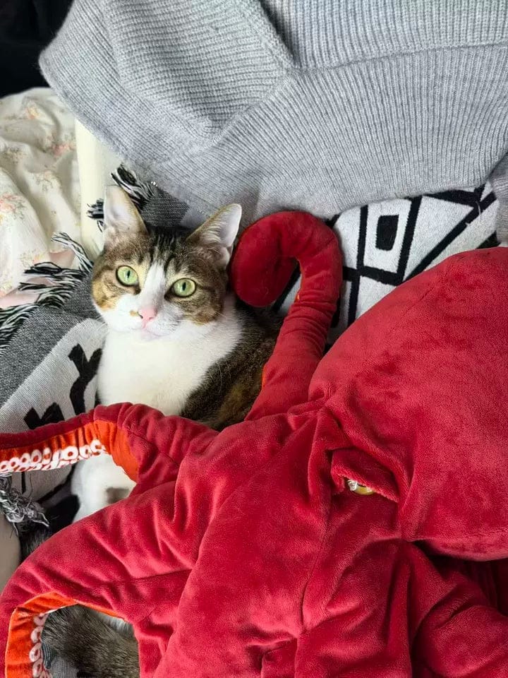 Customer photo review of Giant Pacific Octopus Plush Toy – Ultra-Realistic, Cuddly, and Perfect for Ocean Lovers