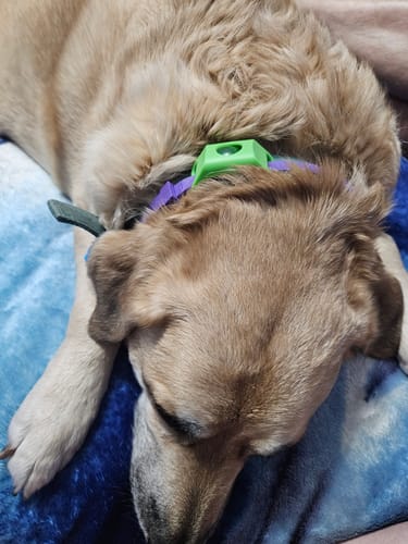 A customer's sleeping dog wearing the green Pawlax Flea & Tick Tag Add-on on its purple collar.