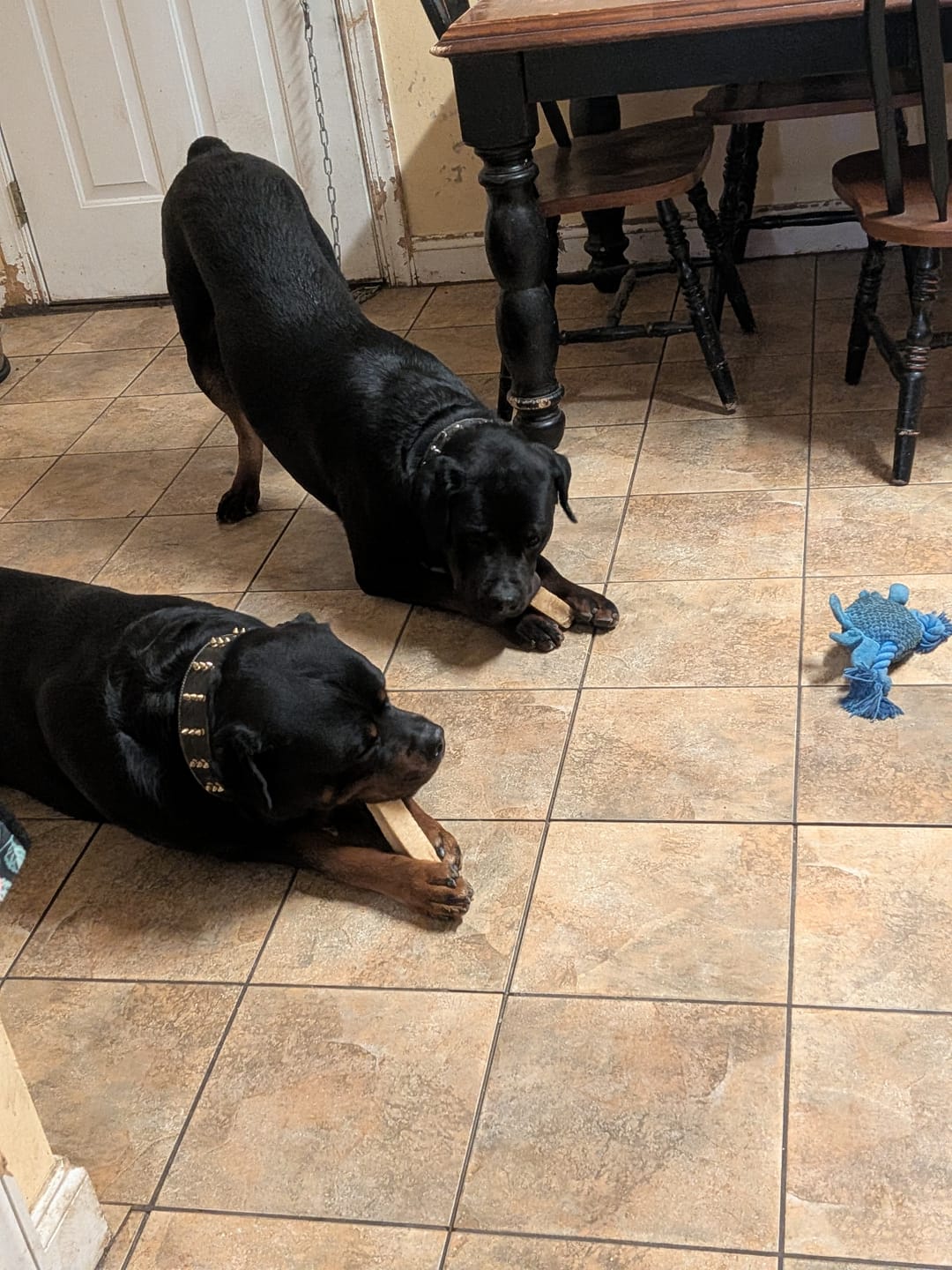 Customer photo review of Himalayan Yak Cheese Chew Dog Treat