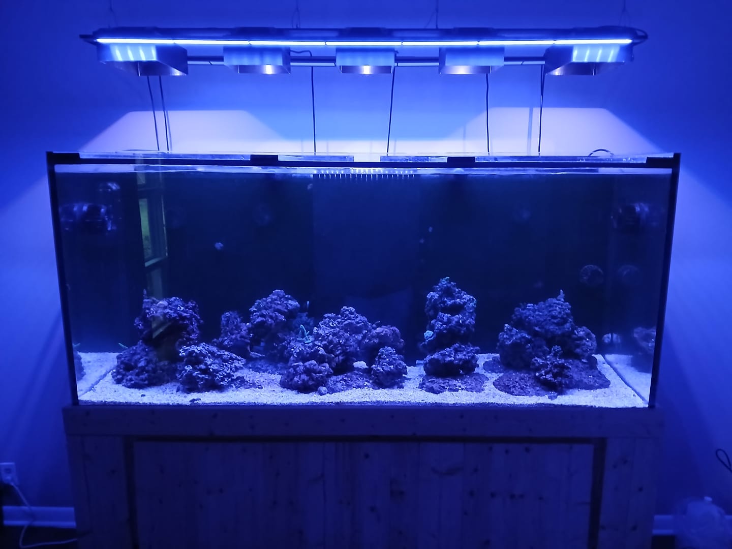 Customer photo review of Coral Essentials CVE+