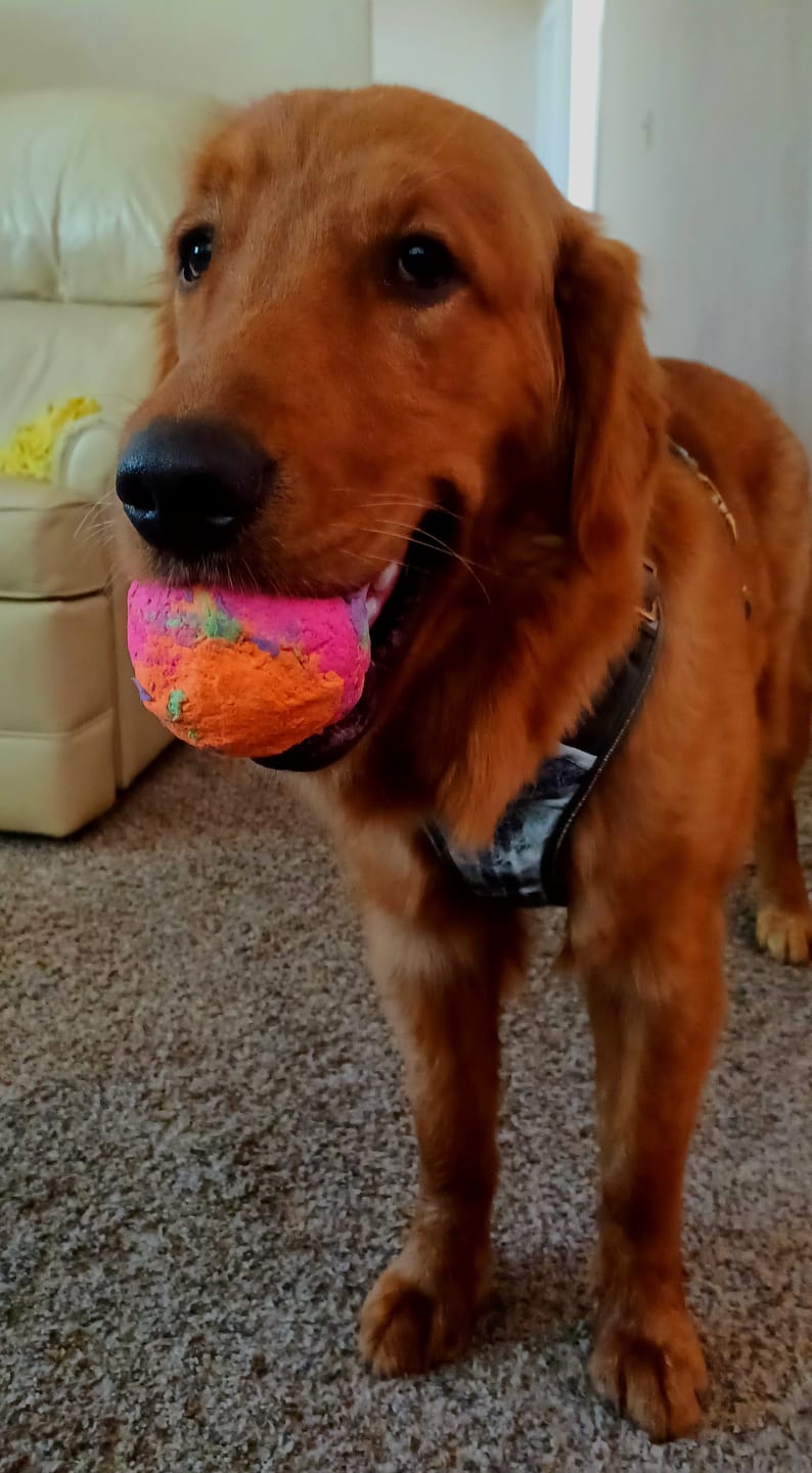 Customer photo review of WUNDERleash – The Original No-Pull Dog Leash