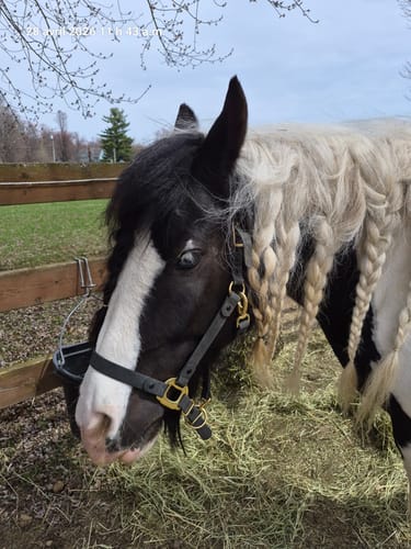 Customer photo review of iCavalos - Horse halter - Preorder