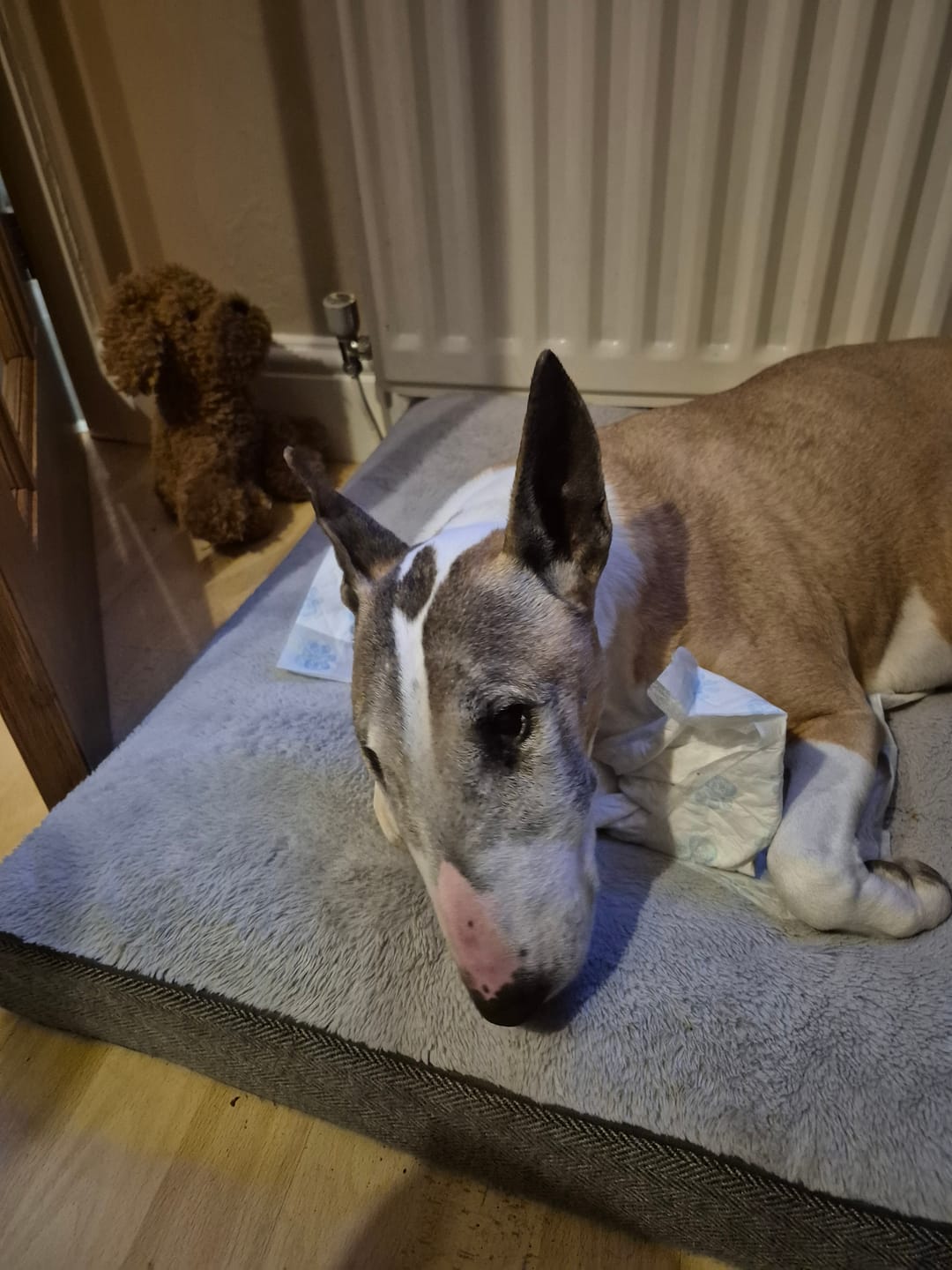 Customer photo review of Total Urinary Care Treats for Dogs