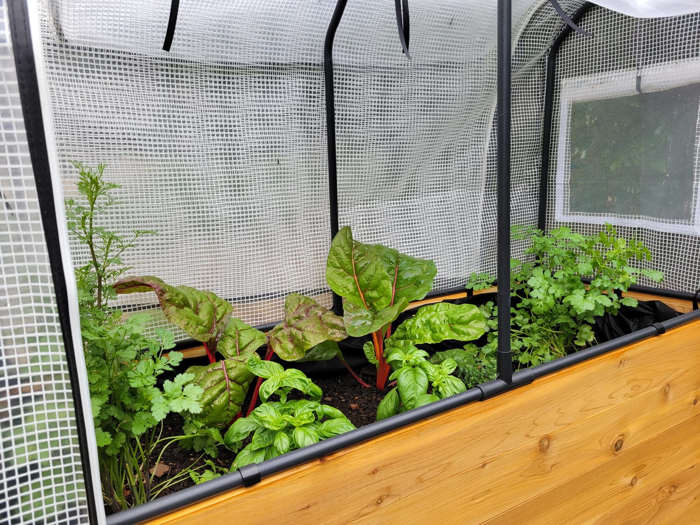 Customer photo review of Greenhouse Cover