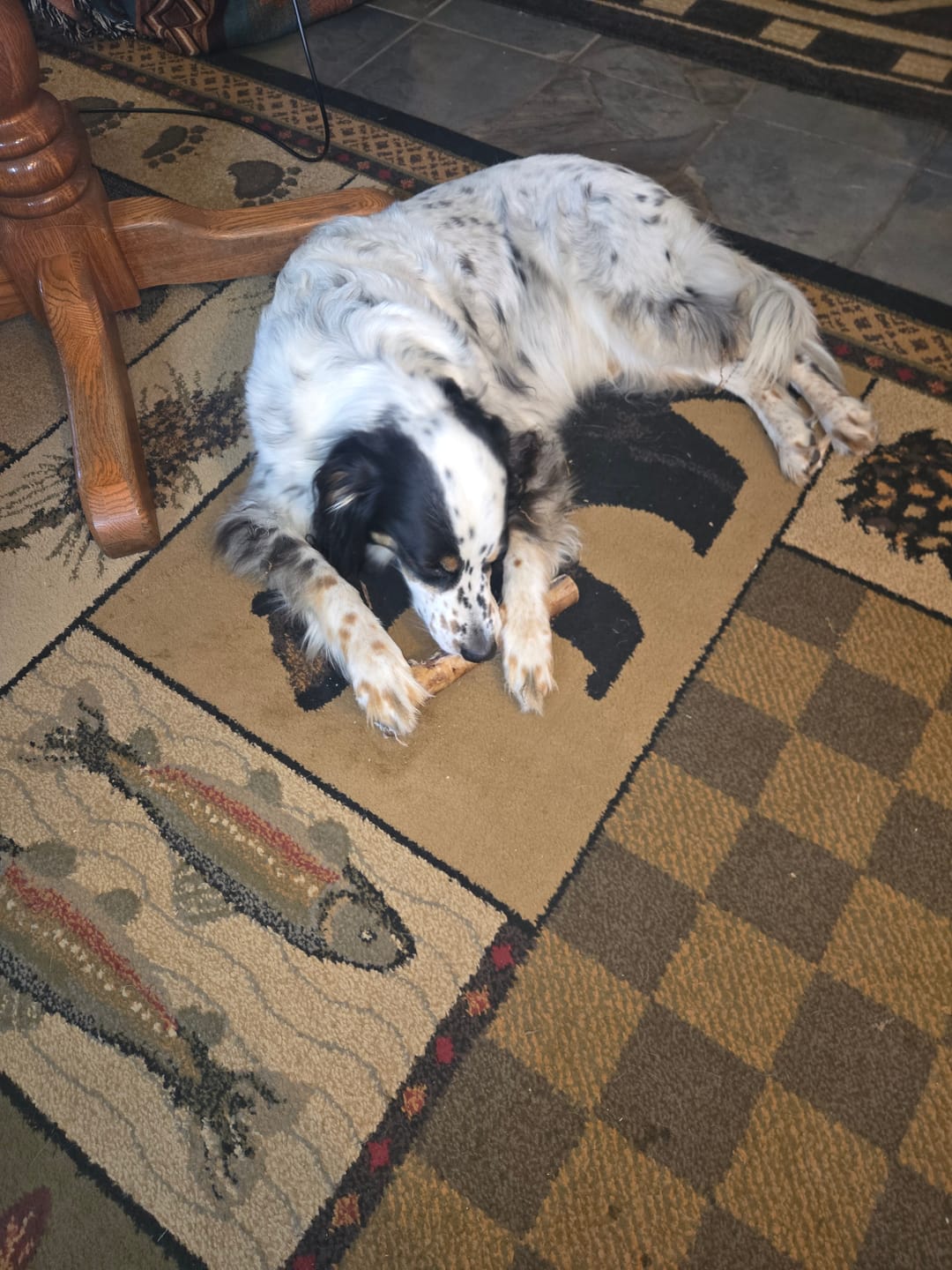 Customer photo review of Medium Ostrich Cane (10" x 3"): The Long-Lasting, Flavor-Packed Chew for Medium & Large Dogs