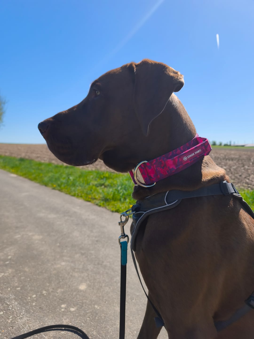 Customer photo review of Comfort Control Collar - Fuchsia Camo