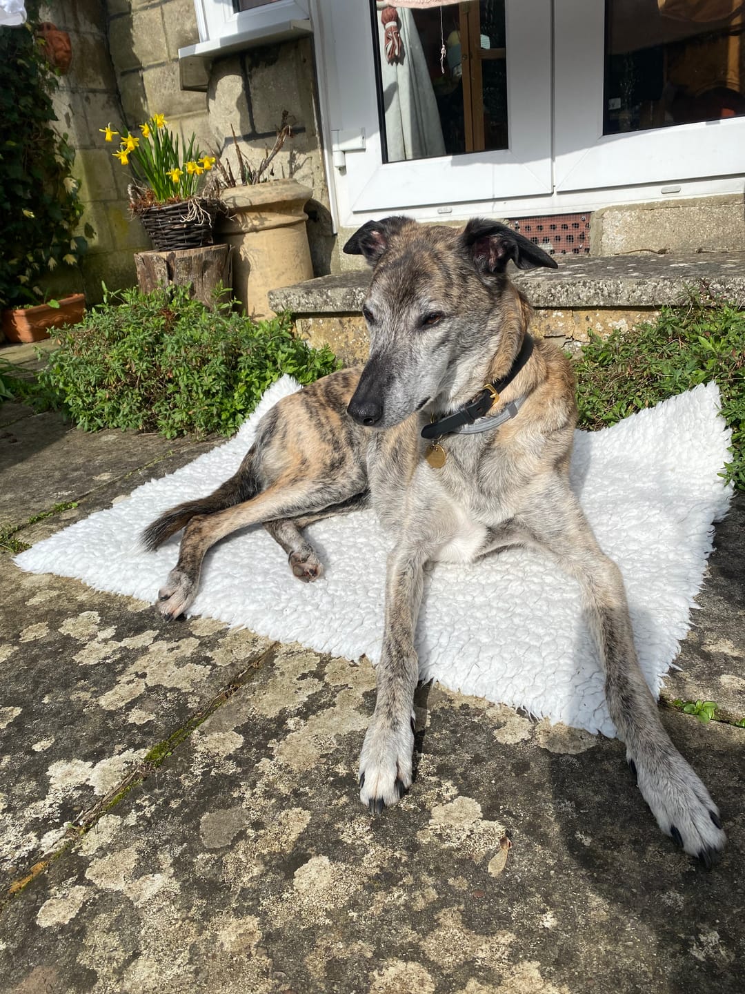 Customer photo review of Total Joint Care Supplement For Dogs