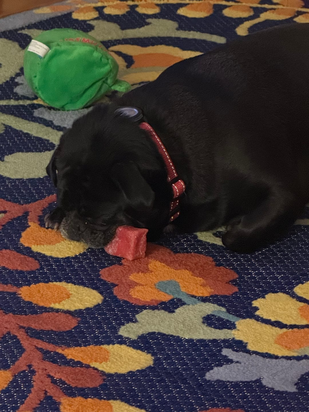 Customer photo review of Blueberry Yak Chews