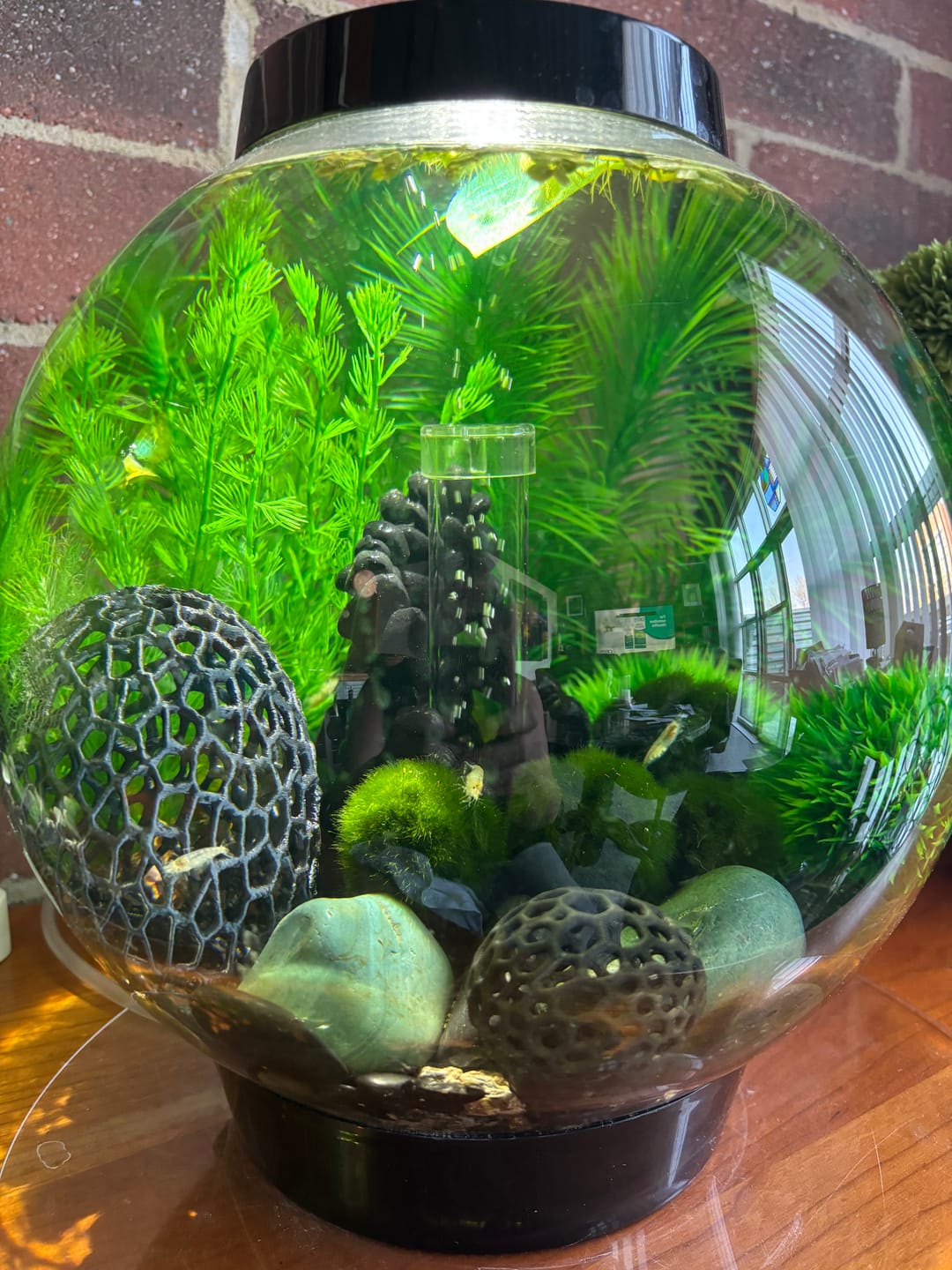 Customer photo review of Snowball Shrimp