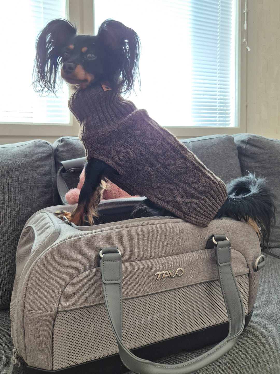 Customer photo review of Dupree - Lentoyhtiön hyväksymä lemmikkien käsimatkatavara-istuin