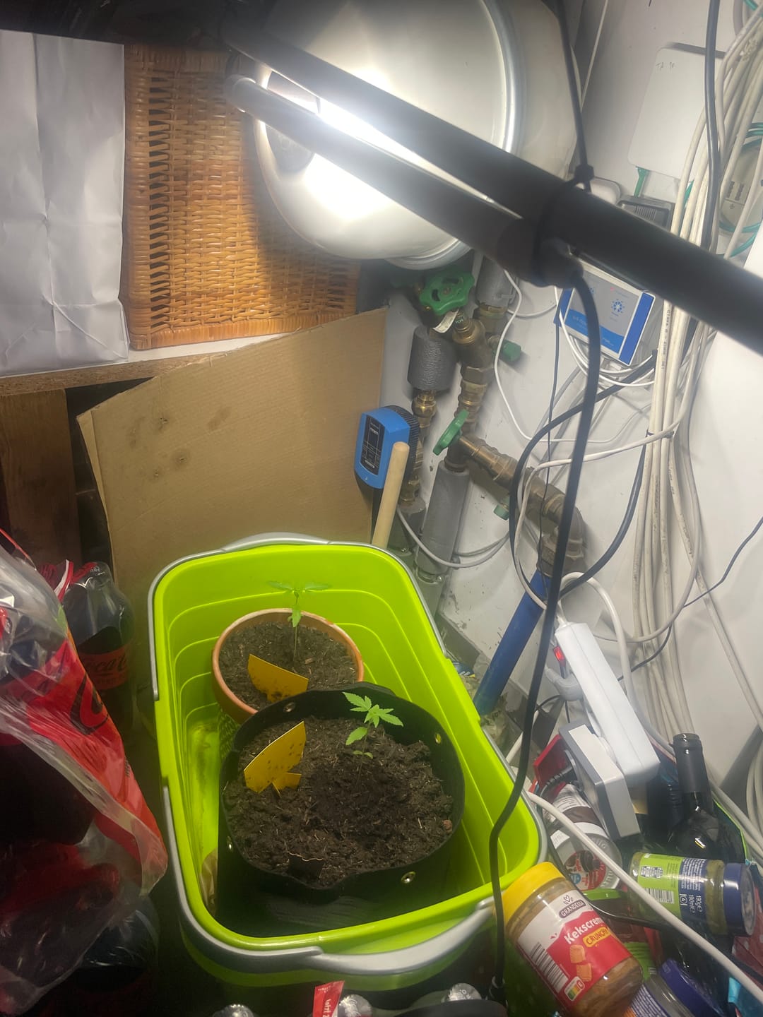 Customer photo review of Pflanzen Lampen - Jungle Lux (LED)