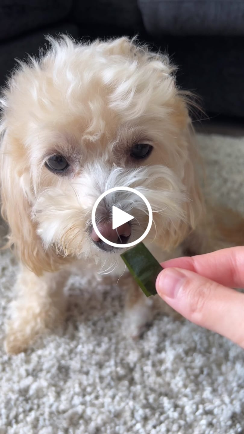 Customer video review of DENTAL STRIPS