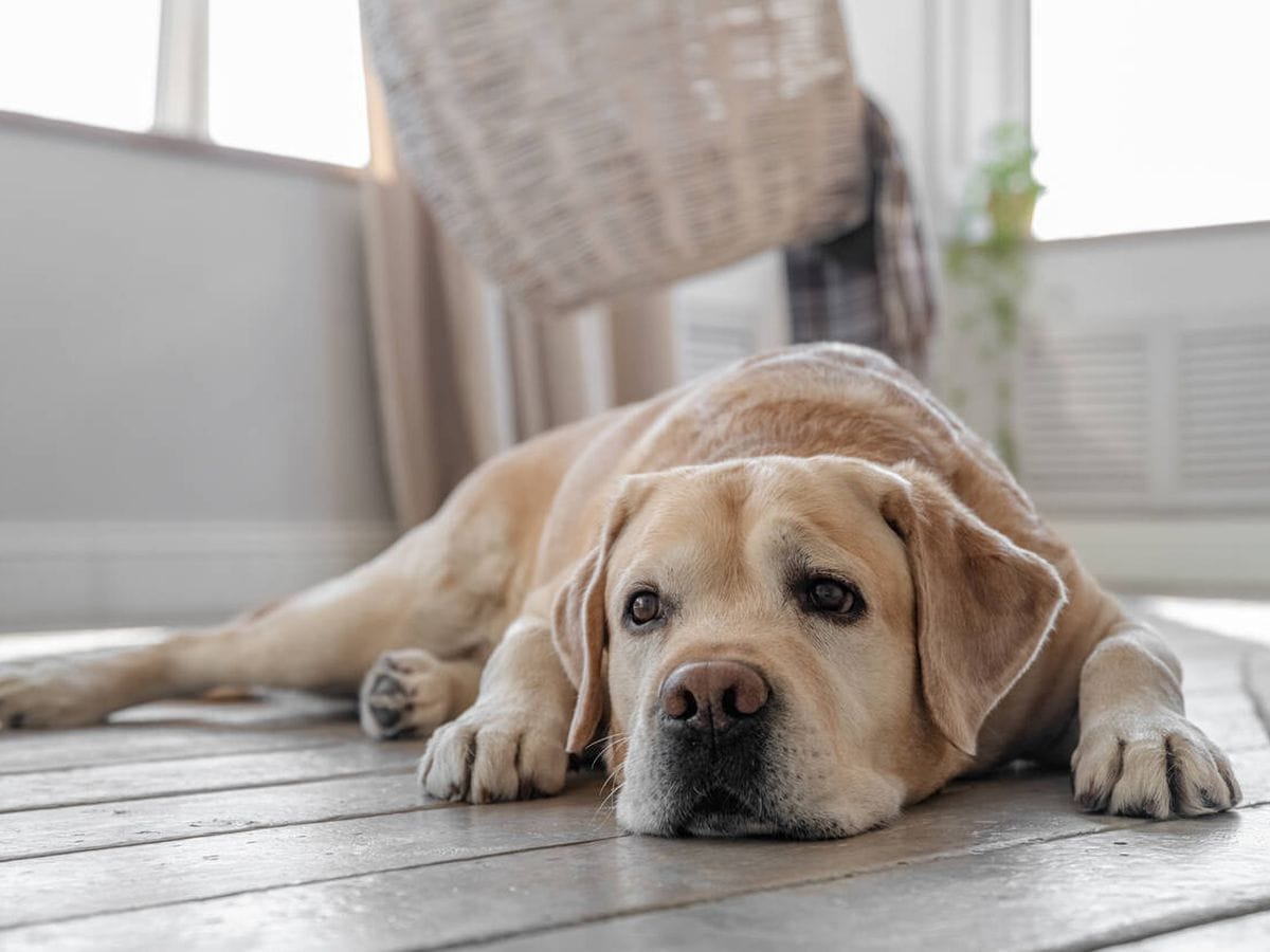 Customer photo review of CanStop: Enseña a tu perro en 3 días a no ladrar tanto sin causarle dolor
