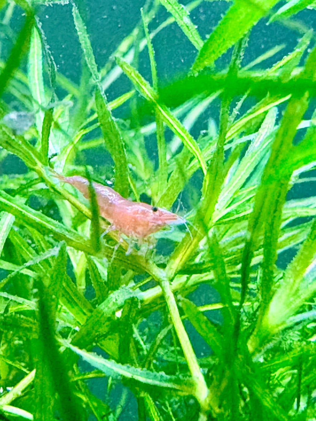 Customer photo review of Red Rili Shrimp