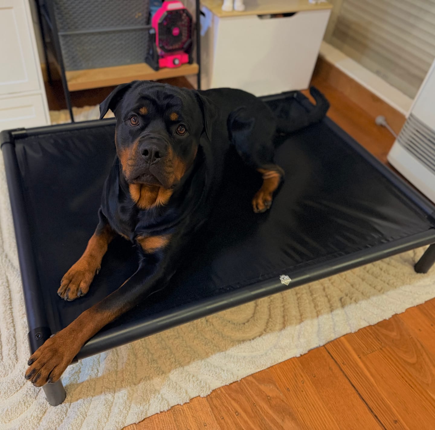 Customer photo review of Reinforced Elevated TuffyBed