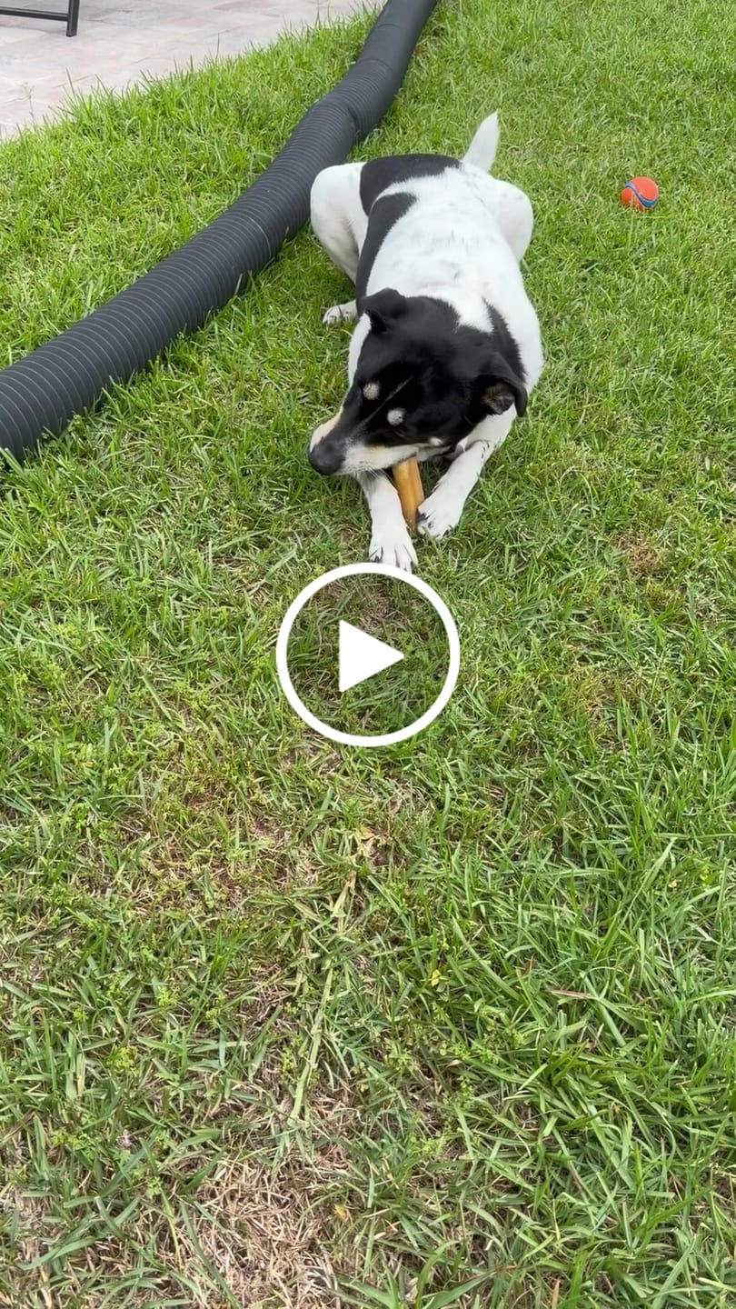 Customer video review of Gift Bundle: 2 Large Yak Chews and a 6" Hickory Smoked Bully Stick