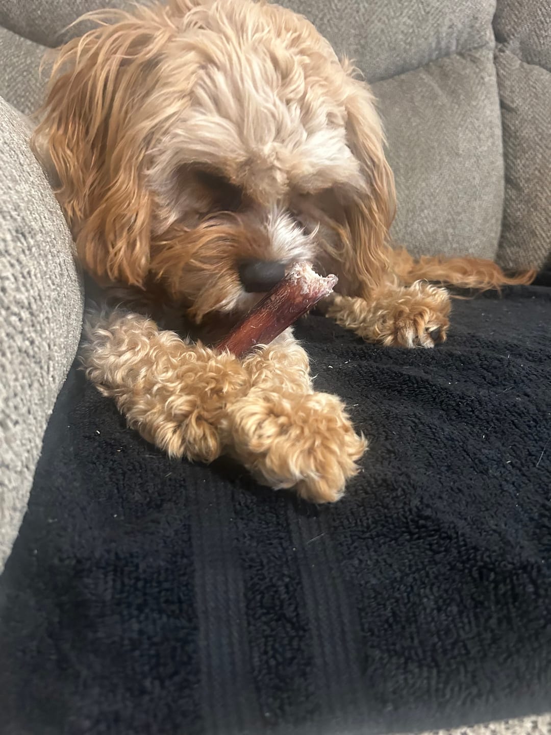 Customer photo review of 6 Inch Monster Bully Stick