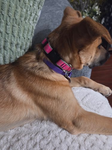 Customer's calm puppy wearing the purple PawLax Collar while lying down.