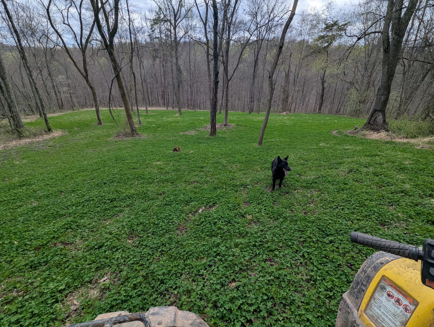 Customer photo review of Comeback Kid™ Food Plot Seed