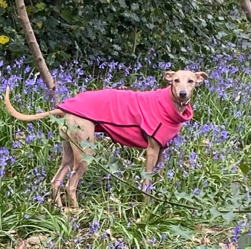 Customer photo review of Fleece Sighthound Base-Layer Coat with Underbelly and Snood