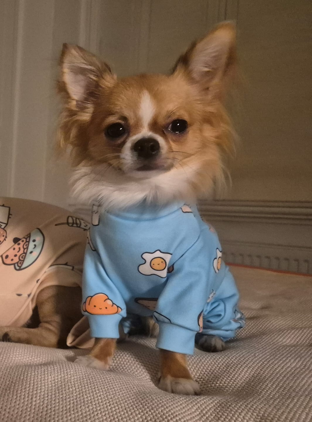 Customer photo review of Dog Pajama Prints