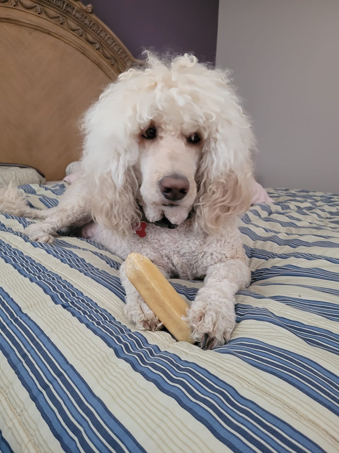Customer photo review of Himalayan Yak Chew (EXTRA LARGE)