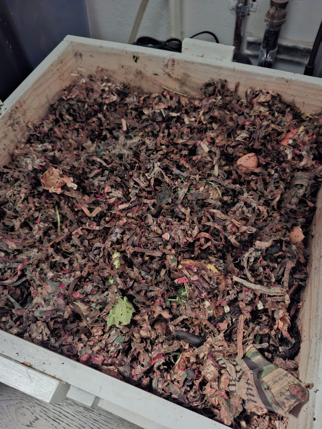 Customer photo review of Red Wigglers Composting Worms