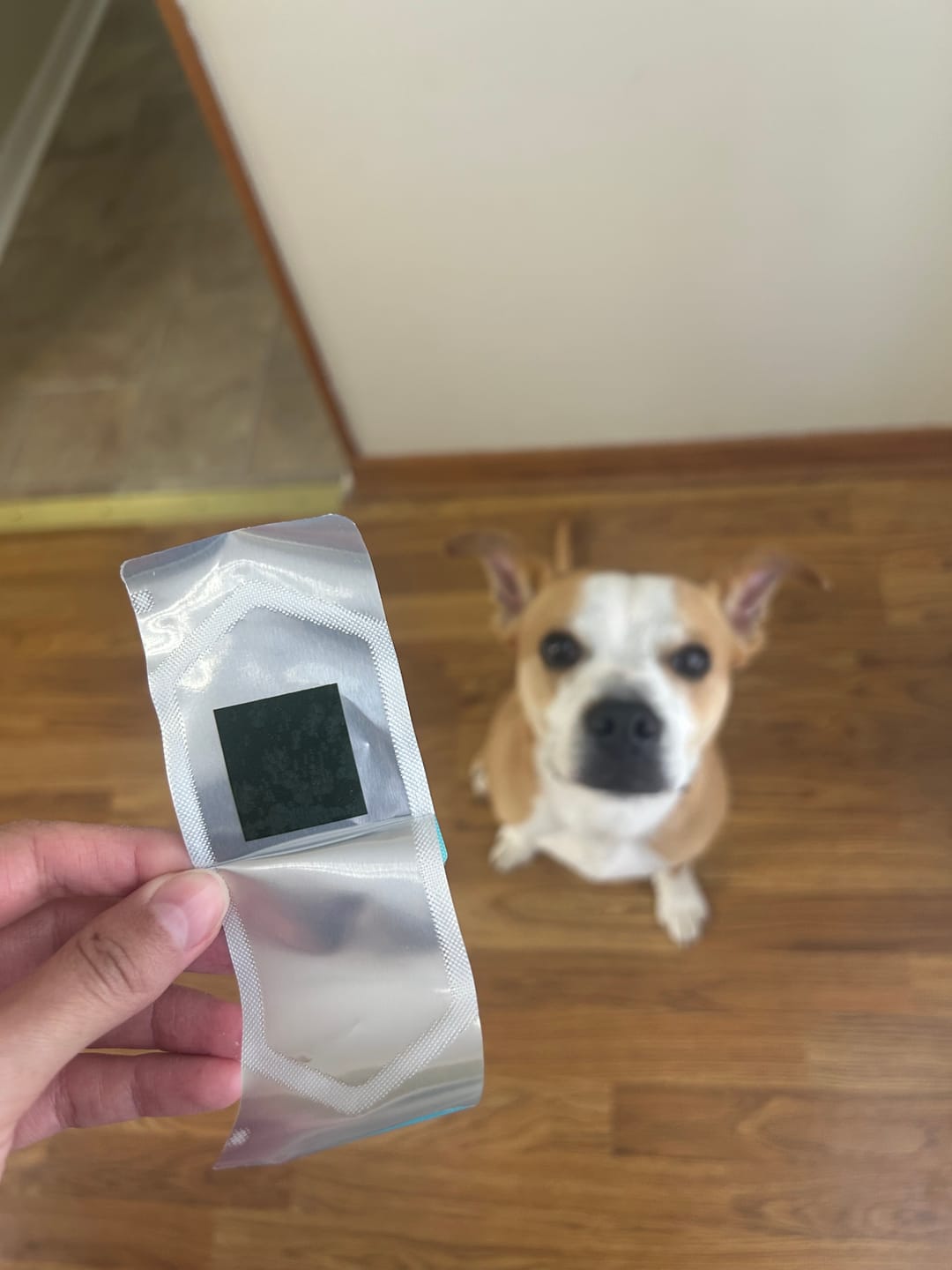 Customer photo review of DENTAL STRIPS