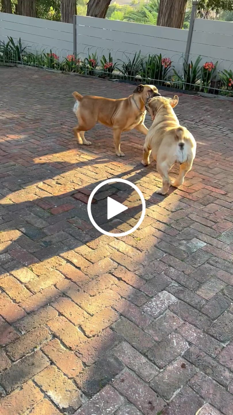 Customer video review of Natural Canine Care | FlexCare - Joint & Movement Support for Dogs