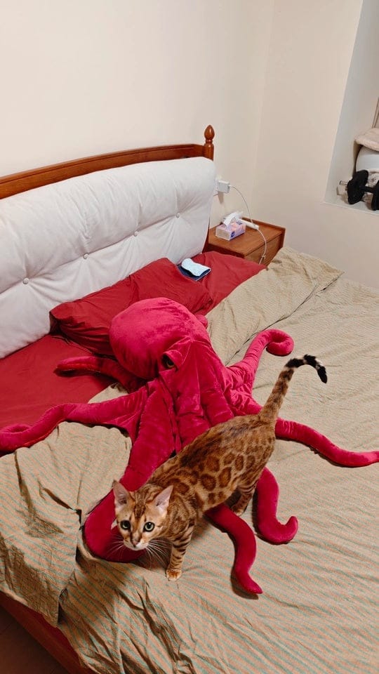 Customer photo review of Giant Pacific Octopus Plush Toy – Ultra-Realistic, Cuddly, and Perfect for Ocean Lovers