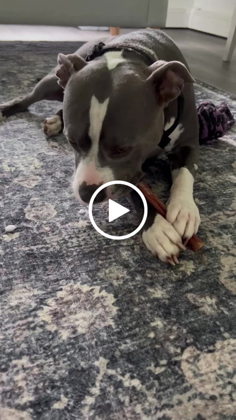 Customer video review of Hickory Smoked Bully Sticks